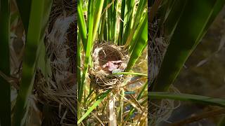 The baby cuckoo threw the egg from the nest nature cuckoo [upl. by Enrica204]