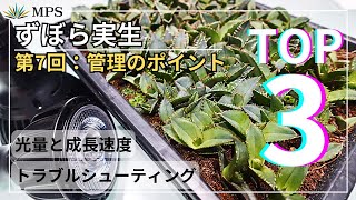 【アガベ実生】ずぼら管理で早く大きくさせるために特に大事にしていること。光量と成長速度について。 [upl. by Denbrook]