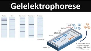 Gelelektrophorese  Verfahren zur DNAAnalyse  Biologie Gentechnik [upl. by Leiso]