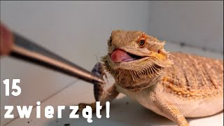 Karmię WSZYSTKIE moje zwierzęta 🦎🦎 [upl. by Novyar876]