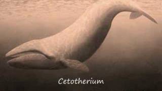 evoluzione dei cetacei [upl. by Chi]