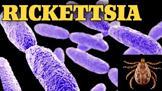 General characteristics of rickettsia  Rickettsia microbiology lecture [upl. by Aciram]