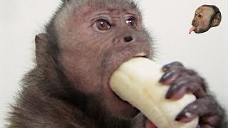 Capuchin Monkey amp Mushy Banana [upl. by Allebram]