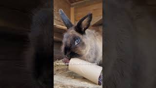 Rabbit Enrichment [upl. by Peale88]