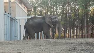 The Elephant Sanctuary  Osh Arrives at The Elephant Sanctuary [upl. by Airitak]