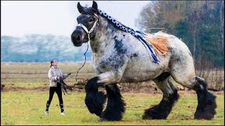 15 Caballos Más Grandes y Unicos En El Mundo [upl. by Lahtnero668]