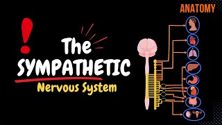 Sympathetic Nervous System Animated Scheme Ganglia Neurons Plexuses [upl. by Anerok]