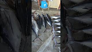 Albacore tunaThunnus Alalunga fishing tunafish trending dinahicanfishport [upl. by Atinaujnas]