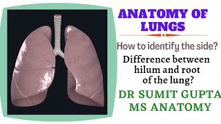 ANATOMY OF LUNGS [upl. by Aleuname917]