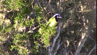 South Texas  Green Jay [upl. by Knighton]