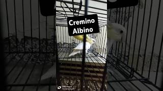 Albino amp cremino Lovebirds 100kviewsshortsviral shortvideos ytshorts shorts trending 100kviews [upl. by Hebrew]