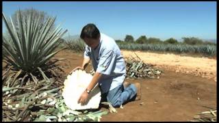 Campo Abierto  Características del Agave Tequilana Weber Variedad Azul [upl. by Kennet]