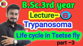 Life cycle of Trypanosoma  life cycle of Trypanosoma in tse tse fly  BSc3rd year zoology [upl. by Tahmosh]