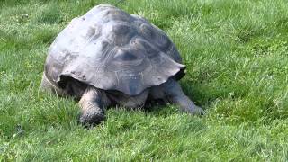 Galapagos Riesenschildkröte Chelonoidis nigra  Galápagos giant tortoise [upl. by Fletch]