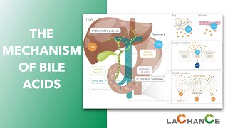 The Mechanism of Bile Acid Action I Bile acids have effect on emulsification digestion absorption [upl. by Nyltak]