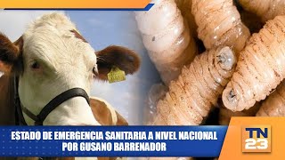 Estado de emergencia sanitaria a nivel nacional por gusano barrenador [upl. by Adnav]