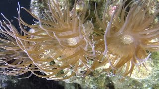 File fish eats aiptasia anemone over a two week span [upl. by Eatnoj802]