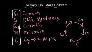 How to memorize cell cycles  mnemonic techniques [upl. by Esenaj]