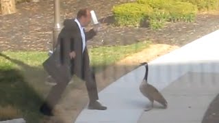 Goose Attacks Businessman LOL [upl. by Perpetua]