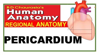 Chp18  Pericardium  BDC Vol 1  Thorax  Dr Asif Lectures [upl. by Cykana]