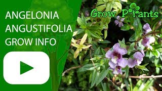 Angelonia angustifolia  grow amp care Angelonia angelface [upl. by Haissi]