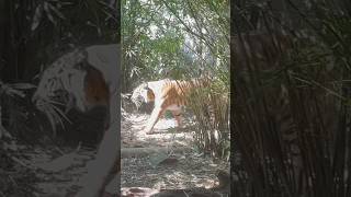 🐅It came too close 😮  Taronga zoo attraction Sydney Australia shorts [upl. by Asertal]