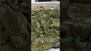 Lets see blue crab crab meat claws meat and learn their benefits [upl. by Xanthe699]