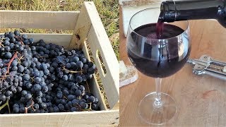 Homemade Italian Wine  How to make wine at home from grapes without yeast and sugar [upl. by Litsyrk639]