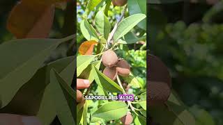 Here are the health benefits of sapodilla sawo shorts fruit sapodilla sawo [upl. by Oneida]