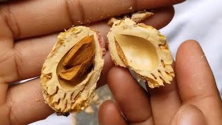 How to crack open peach pits [upl. by Marya218]