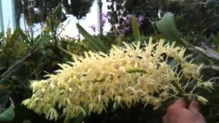 OrchidWeb  Dendrobium speciosum [upl. by Dett664]