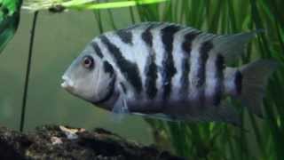 American Cichlid Species  Convict Cichlid quotAmatitlania nigrofasciataquot [upl. by Lynda516]