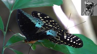 COMMON ARCHDUKE Butterflies Mating Singapore [upl. by Zetrauq]