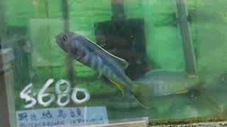 Buccochromis lepturus 1415cm 綠馬頭 [upl. by Naor]