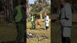 Temper NVBK sleeckx Belgian Malinois working with Tyler Viking K9 dogtraining k9 lgk9 malinois [upl. by Thomsen236]