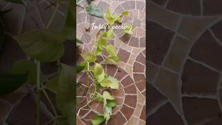 Packing video gardening houseplants trending viralshort onlineplantssale [upl. by Haliak25]