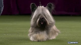 Skye terrier un perro con un pelaje hermoso Westminster [upl. by Donough]