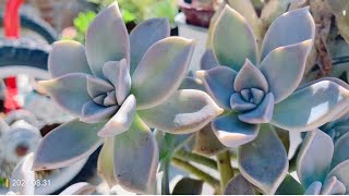 Graptopetalum paraguayense a species of succulent plant Ghostplant 多肉胧月 [upl. by Neehs964]