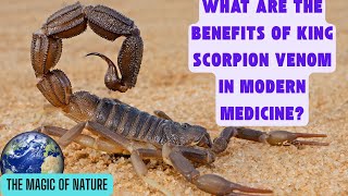 What are the benefits of king scorpion venom in modern medicine [upl. by Witte702]