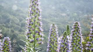 How to Grow Echium [upl. by Yelsel867]