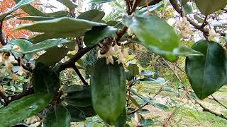 Oliwnik przegląd i porównanie gatunkówodmian owocowych Elaeagnus umbellata multiflora ebbingei [upl. by Ecyned723]