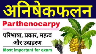 अनिषेकफलन की परिभाषा प्रकार महत्व और उदाहरण  parthenocarpy in hindi  anishekfalan  class 12 [upl. by Marin]