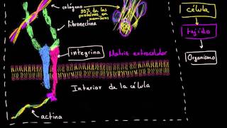 Matriz extracelular  La estructura de una célula  Biología  Khan Academy en Español [upl. by Isbel932]