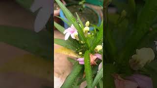 Mexican petunia Ruellia simplexviralvideo foryou nature love garden gardenflowers [upl. by Alcott]