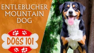 Dogs 101  ENTLEBUCHER MOUNTAIN DOG  Top Dog Facts About the Entlebucher Mountain Dog [upl. by Stacie]