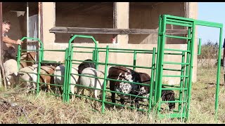 Building a portable sheep handling system  working chute Part 1 [upl. by Levin804]