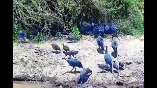 Vulturine Guineafowl Exploreorg 29 March 2024 [upl. by Junna]