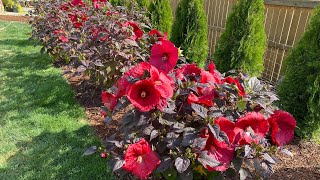 Planting a Hibiscus Hedge 🌺 [upl. by Dulcia201]