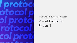 Chromatin Immunoprecipitation Visual Protocol Phase1 [upl. by Ajnotal660]