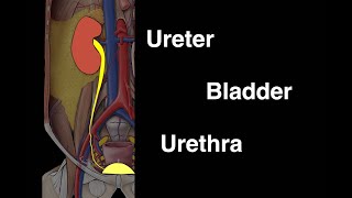 Ureter Bladder and Urethra [upl. by Nedah433]